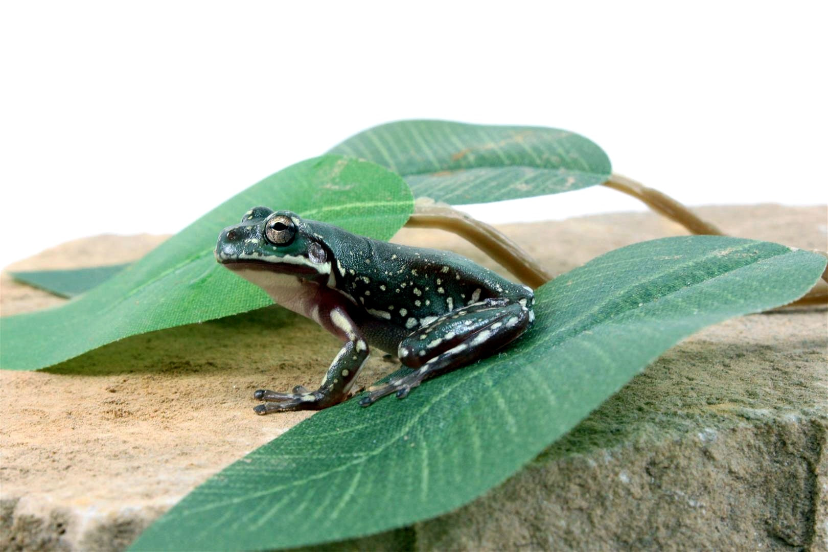 CB Baby Super Snowflake White's Tree Frog All Reptiles
