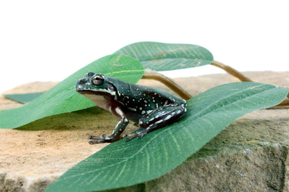 CB Baby Super Snowflake White's Tree Frog All Reptiles