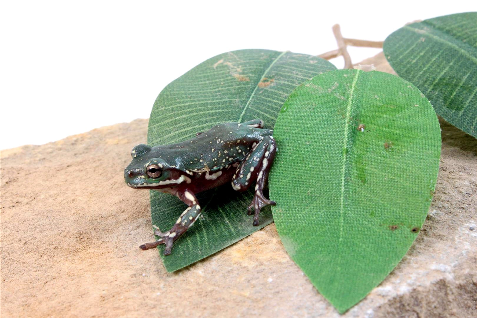 CB Baby Super Snowflake White's Tree Frog All Reptiles