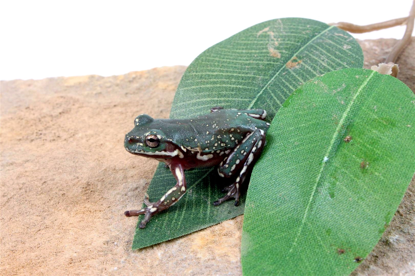 CB Baby Super Snowflake White's Tree Frog All Reptiles