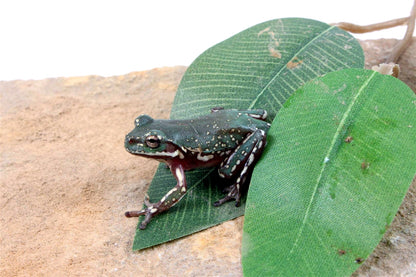 CB Baby Super Snowflake White's Tree Frog All Reptiles