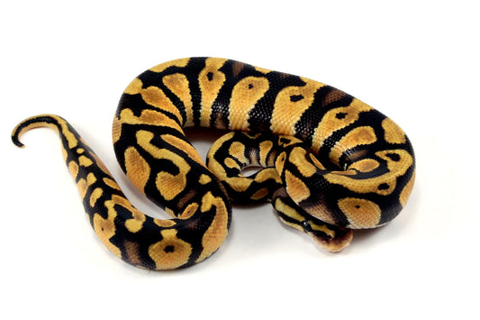Pastel Ball Python All Reptiles