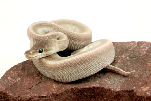 Lesser Red Axanthic Genetic Stripe Ball Python All Reptiles