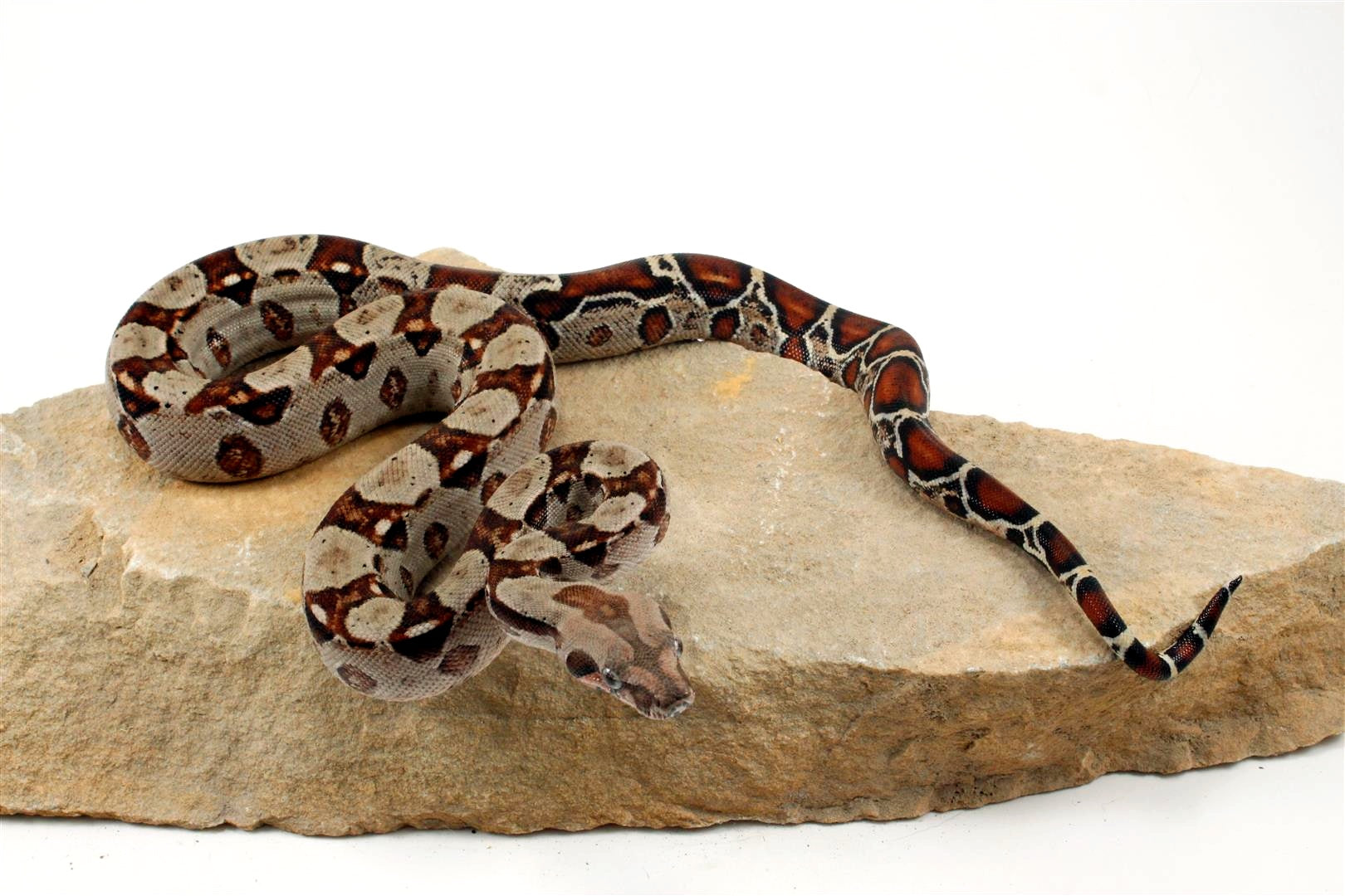 Double Het Leopard Het Kahl Colombian Boa All Reptiles