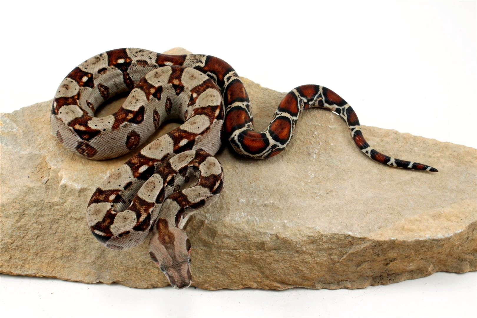 Double Het Leopard Het Kahl Colombian Boa All Reptiles