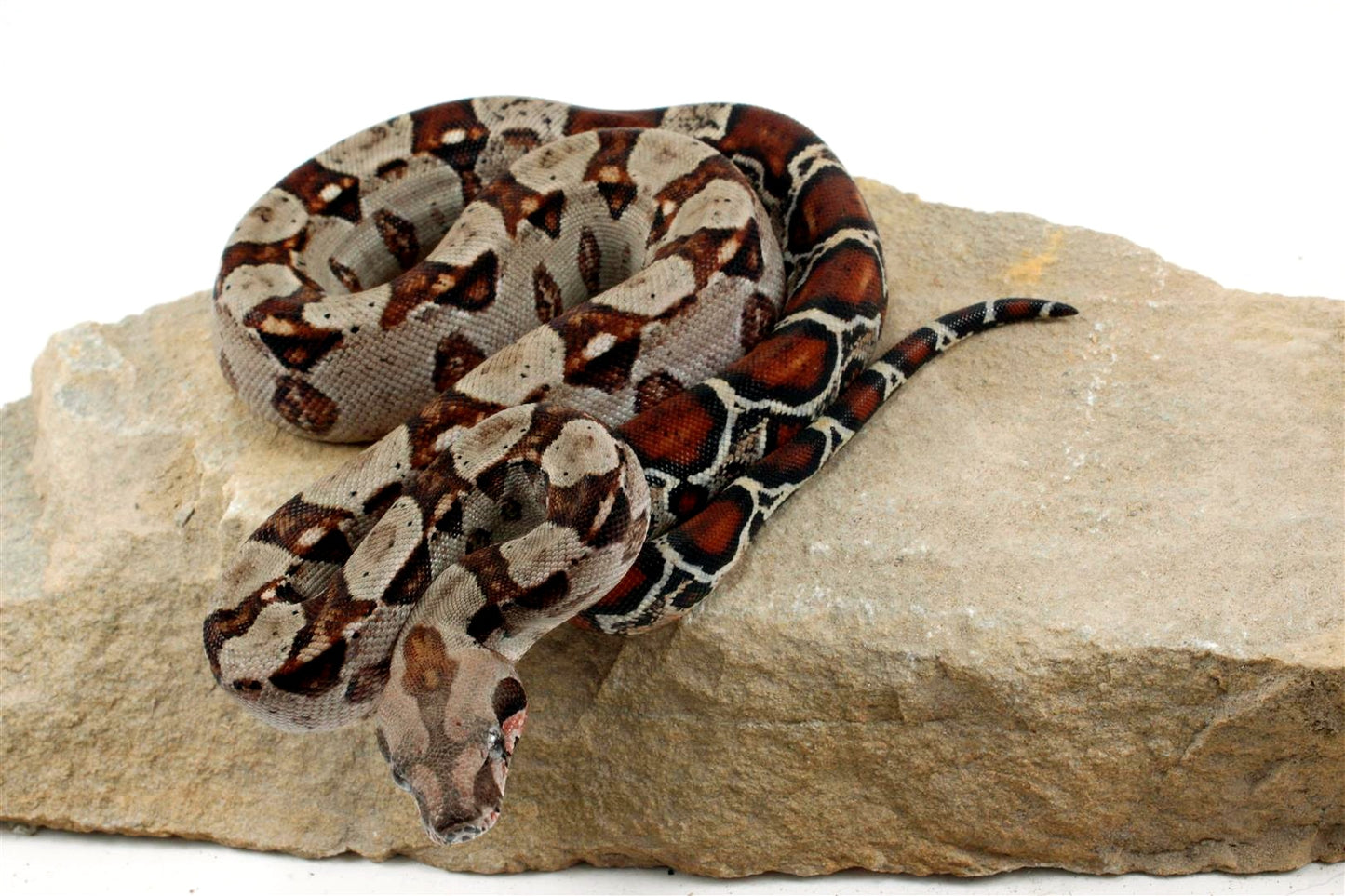 Double Het Leopard Het Kahl Colombian Boa All Reptiles