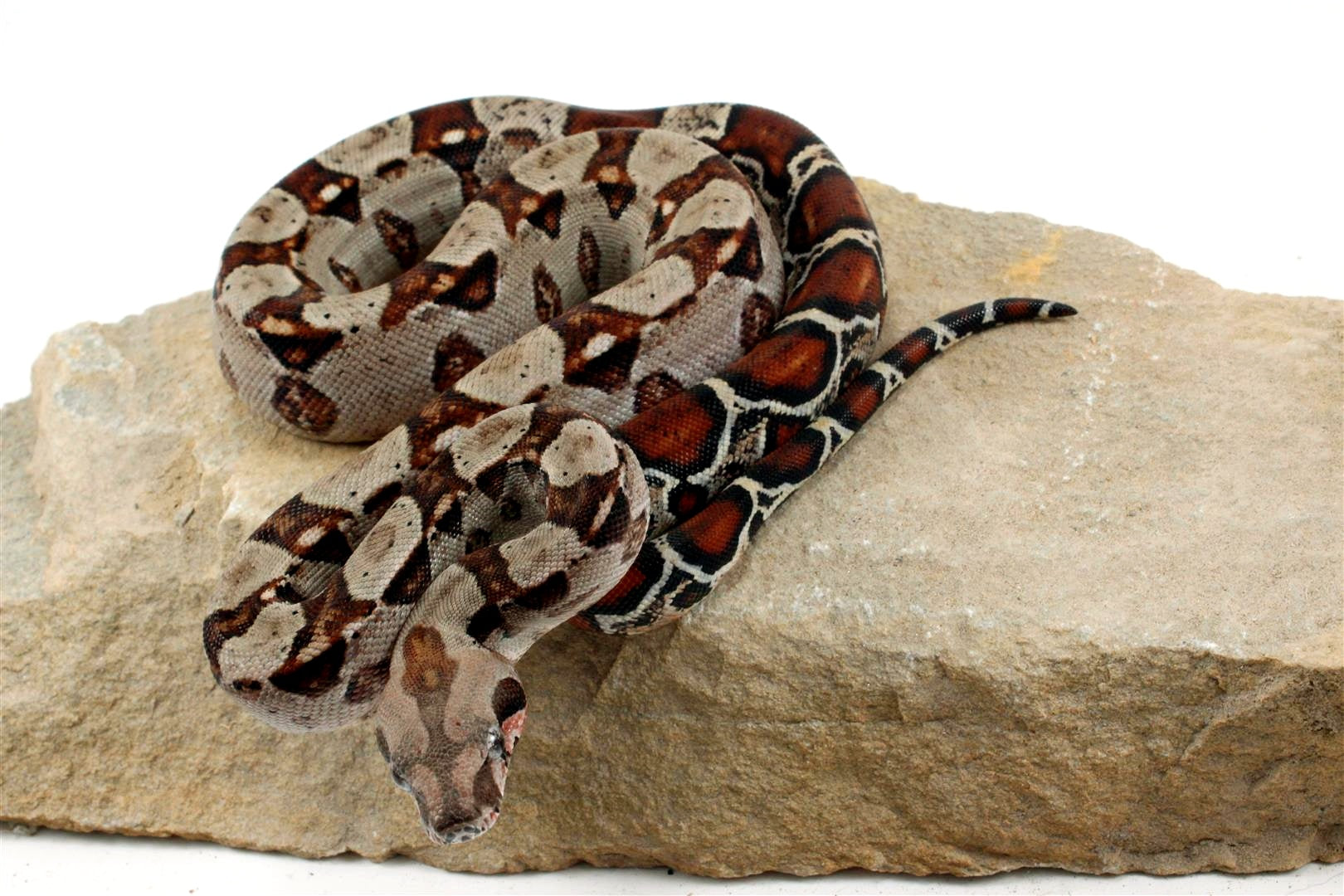 Double Het Leopard Het Kahl Colombian Boa All Reptiles