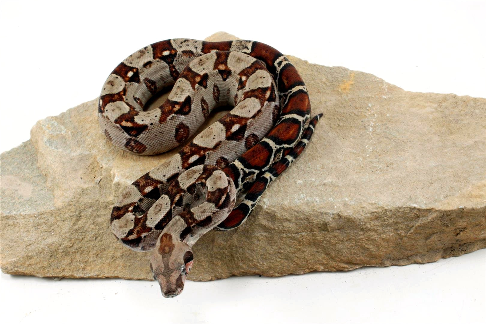 Double Het Leopard Het Kahl Colombian Boa All Reptiles