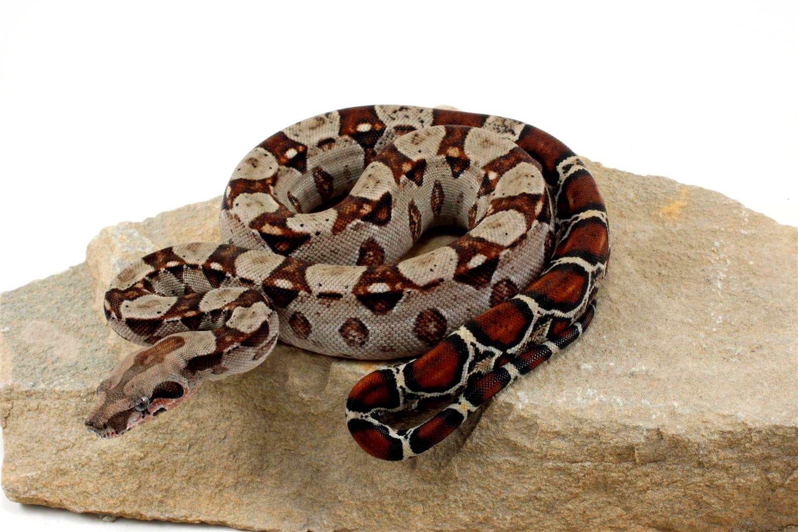 Double Het Leopard Het Kahl Colombian Boa All Reptiles