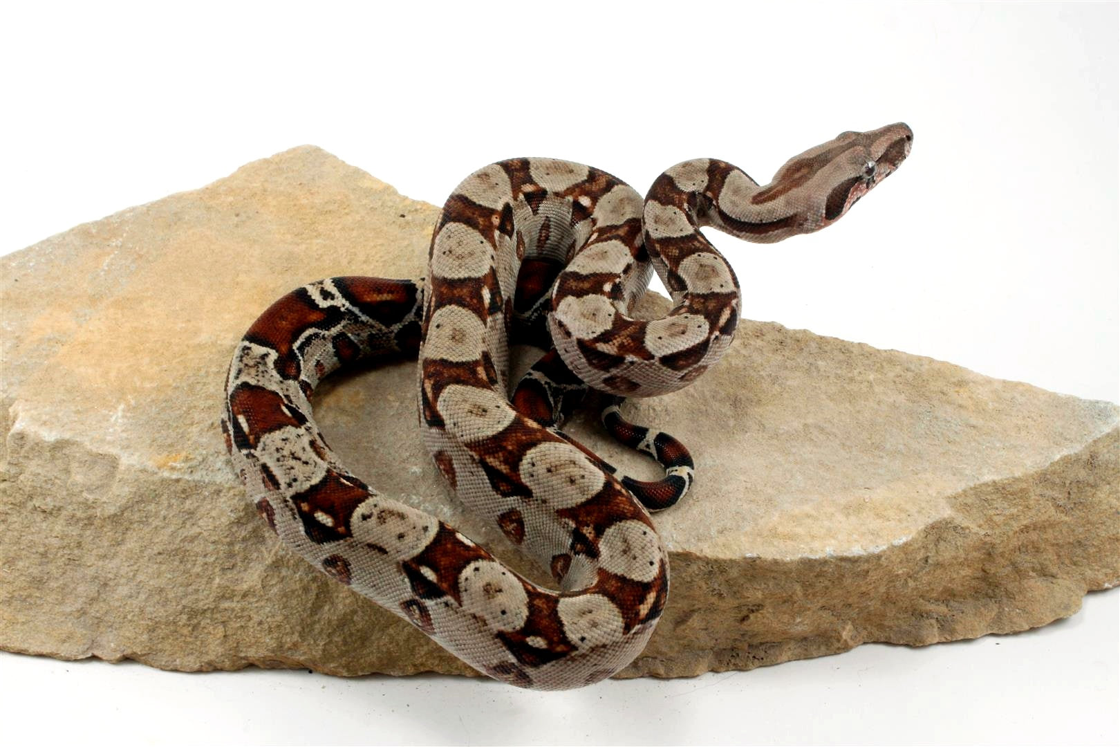 Double Het Leopard Het Kahl Colombian Boa All Reptiles