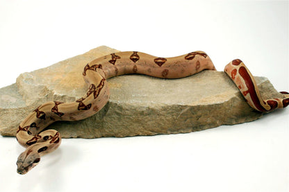 Hypo Reverse Stripe Colombian Boa All Reptiles