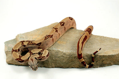 Hypo Reverse Stripe Colombian Boa All Reptiles