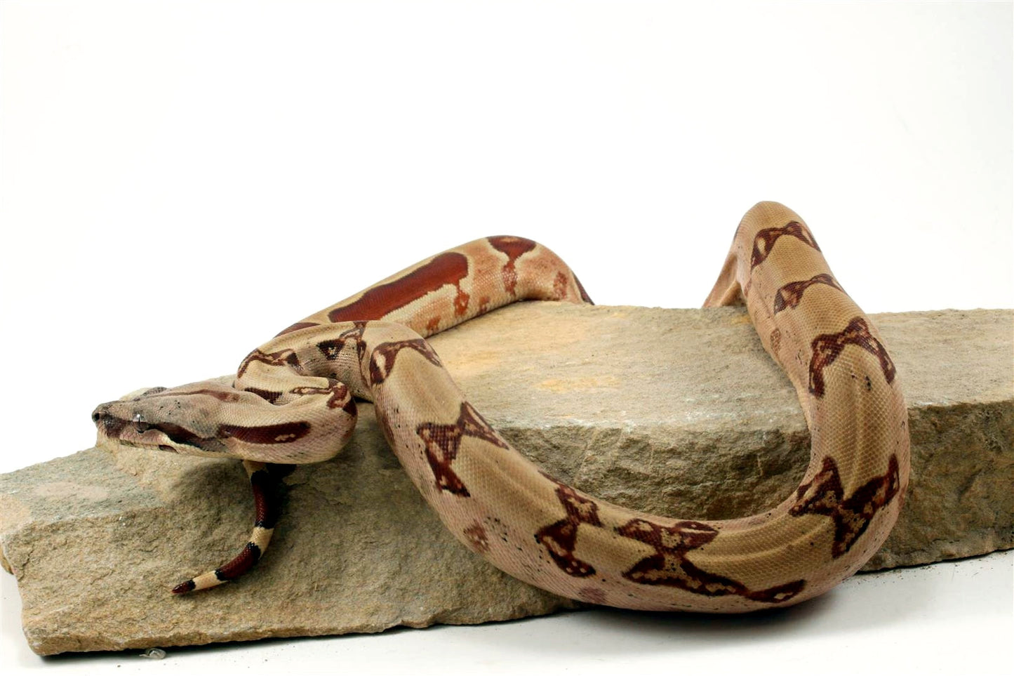 Hypo Reverse Stripe Colombian Boa All Reptiles