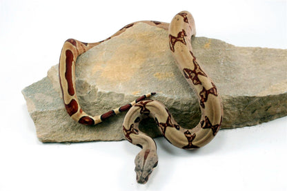 Hypo Reverse Stripe Colombian Boa All Reptiles