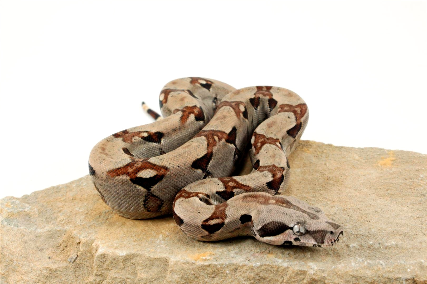 Jungle het Blood Colombian Boa All Reptiles