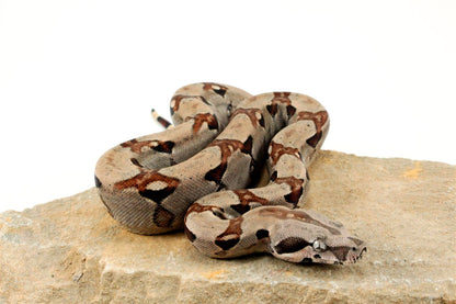 Jungle het Blood Colombian Boa All Reptiles