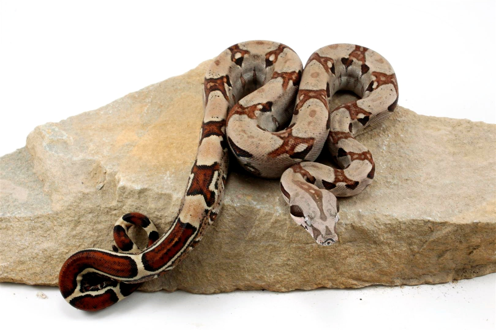 Jungle het Blood Colombian Boa All Reptiles