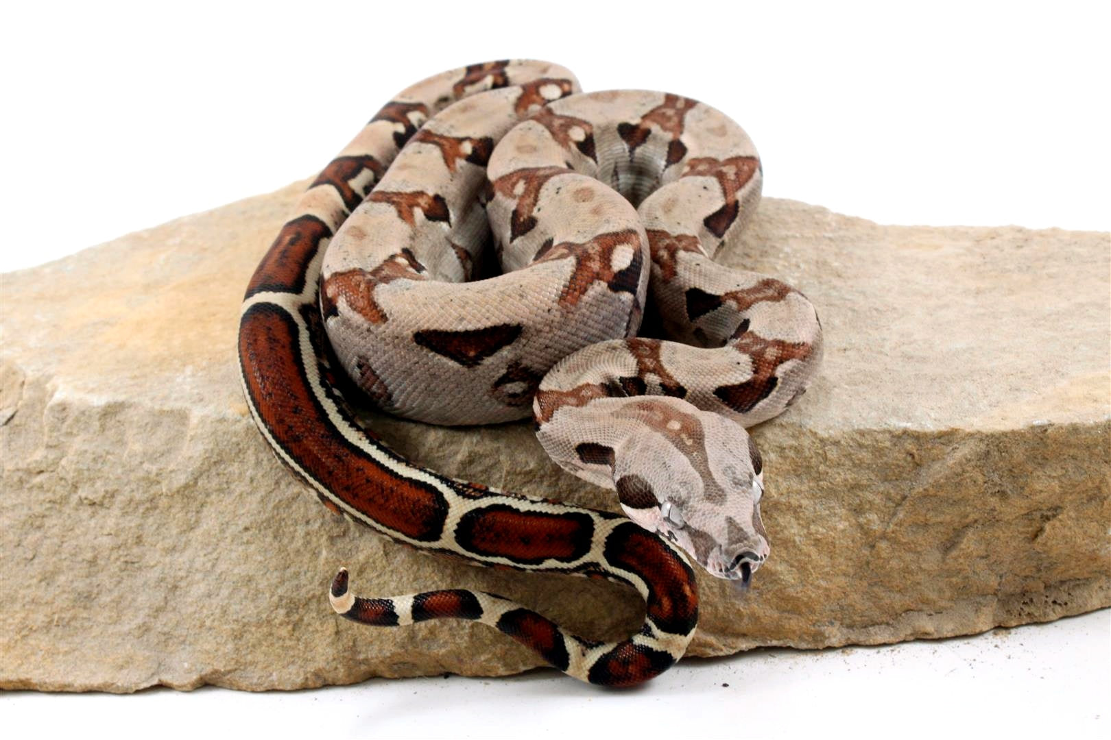 Jungle het Blood Colombian Boa All Reptiles