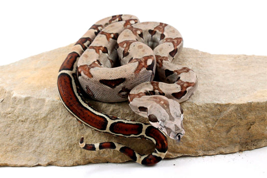 Jungle het Blood Colombian Boa All Reptiles