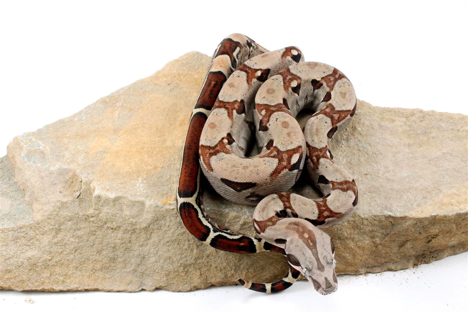 Jungle het Blood Colombian Boa All Reptiles