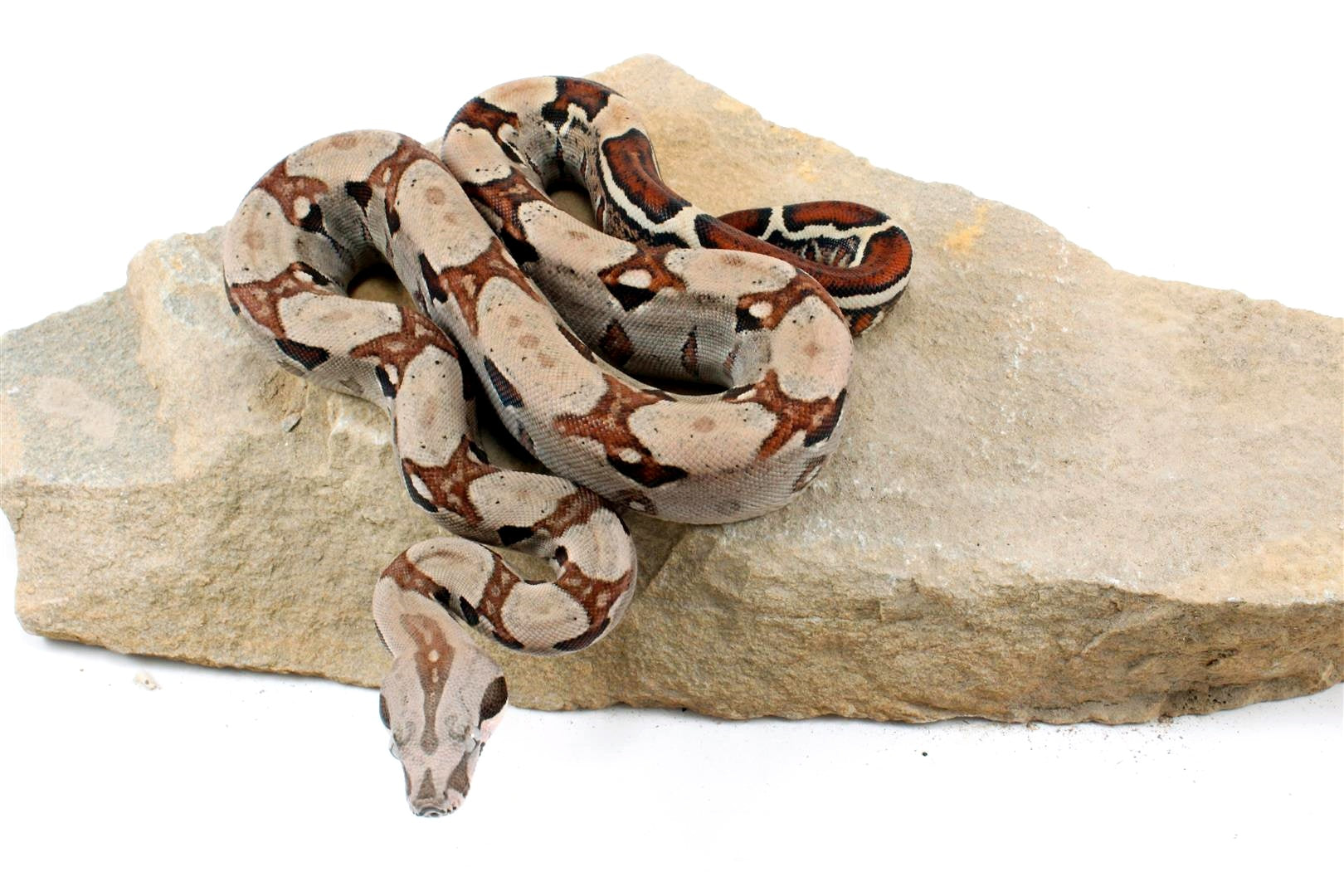 Jungle het Blood Colombian Boa All Reptiles