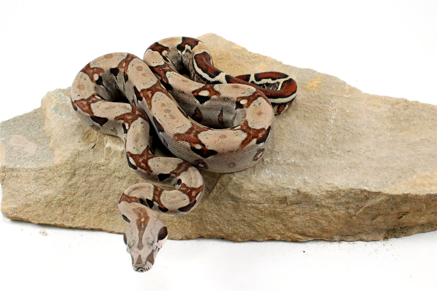 Jungle het Blood Colombian Boa All Reptiles