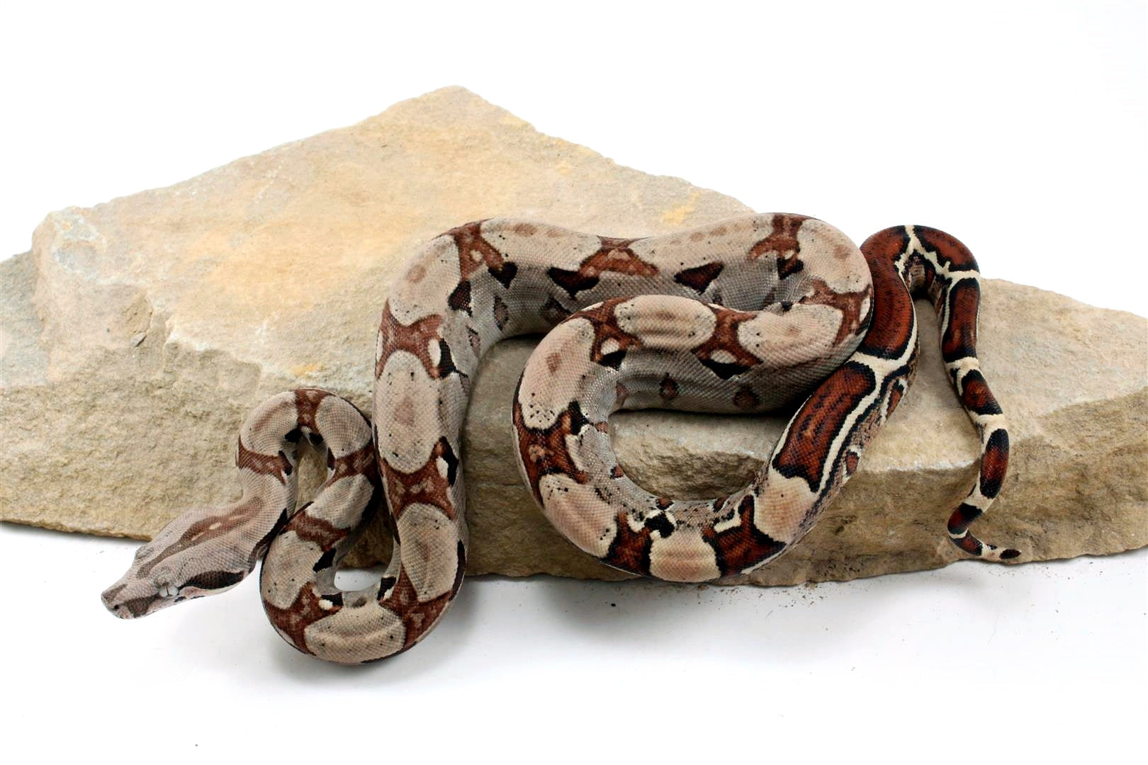 Jungle het Blood Colombian Boa All Reptiles