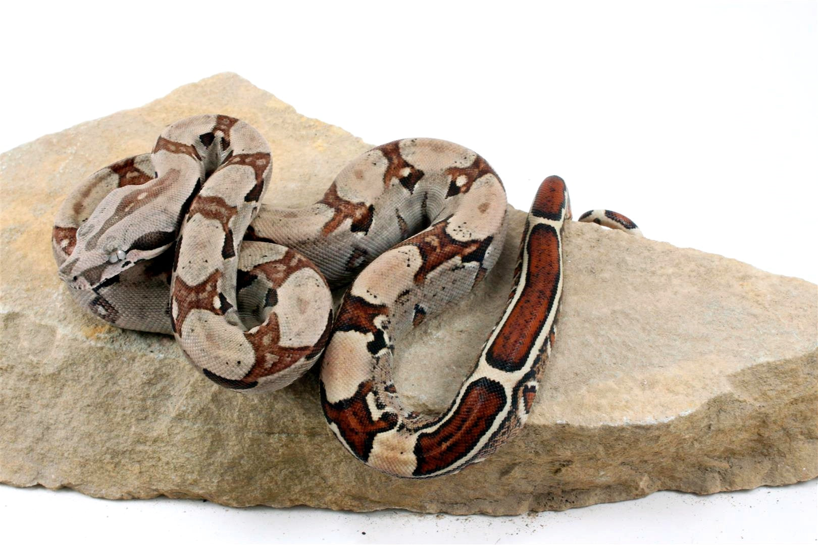 Jungle het Blood Colombian Boa All Reptiles