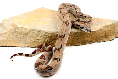 Hypo het Blood Colombian Boa All Reptiles