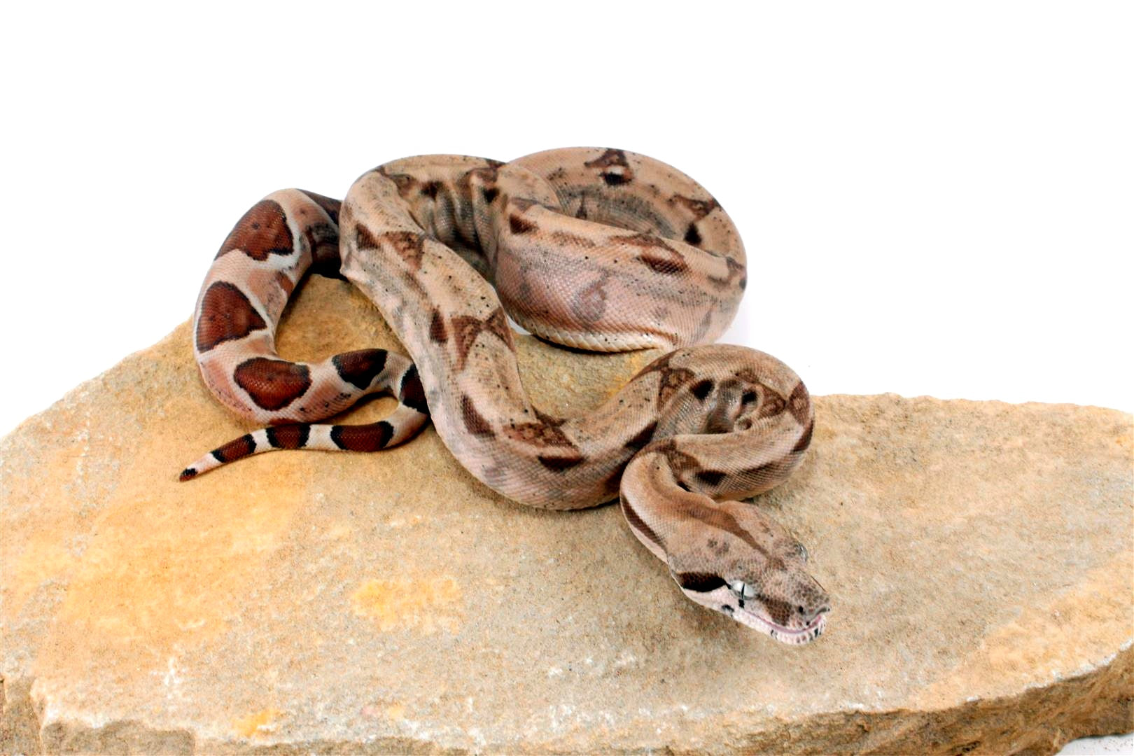 Hypo het Blood Colombian Boa All Reptiles