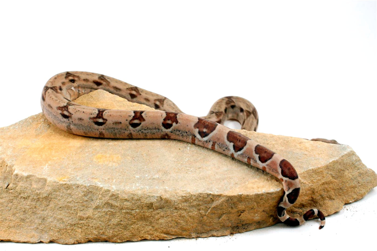 Hypo het Blood Colombian Boa All Reptiles