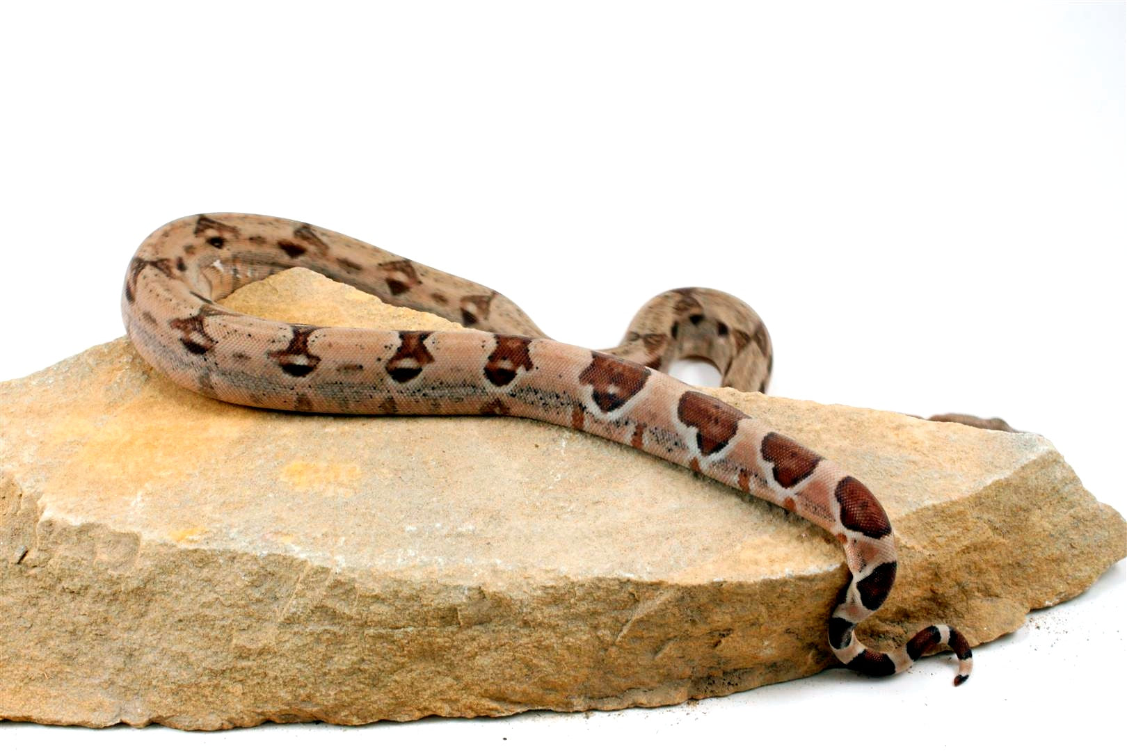 Hypo het Blood Colombian Boa All Reptiles