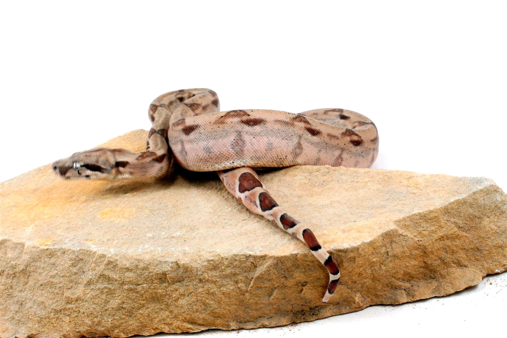 Hypo het Blood Colombian Boa All Reptiles