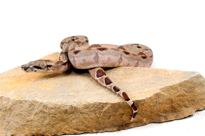 Hypo het Blood Colombian Boa All Reptiles