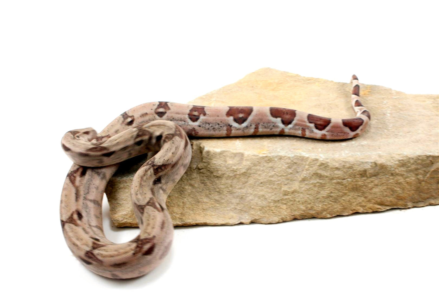 Hypo het Blood Colombian Boa All Reptiles