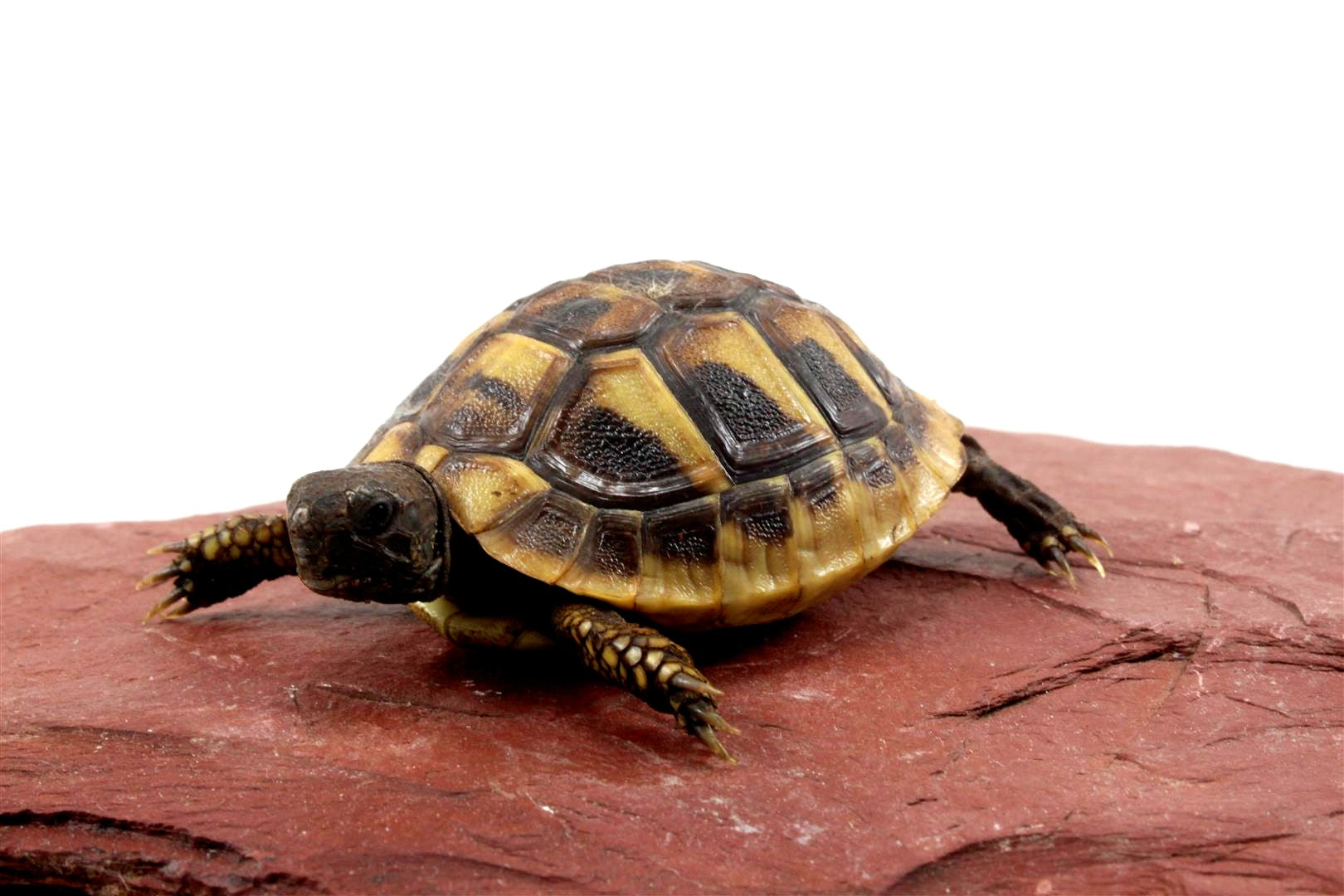 Hermann's Tortoise All Reptiles