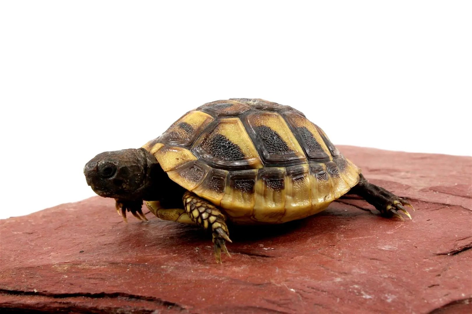 Hermann's Tortoise All Reptiles - Main Image