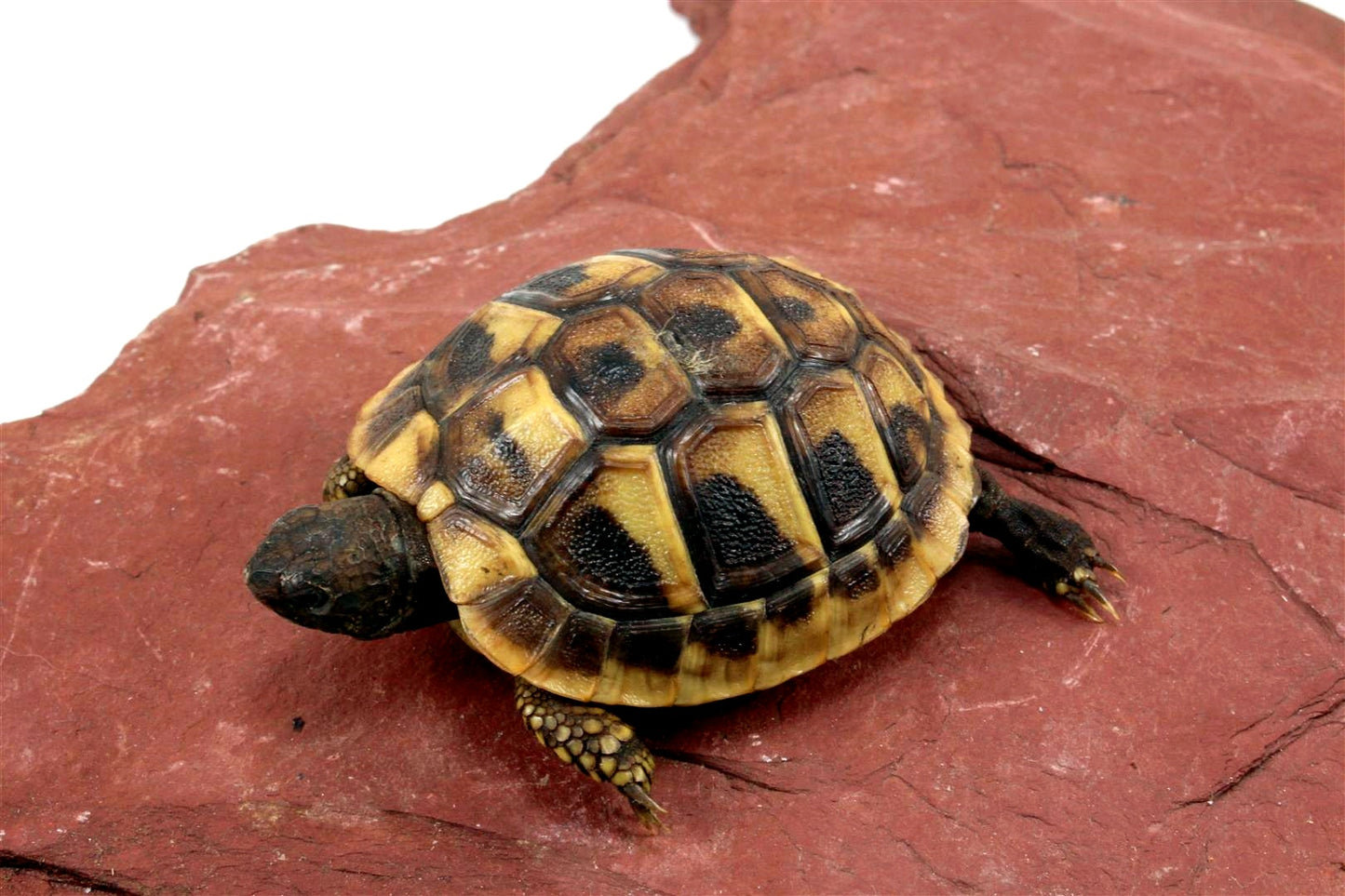 Hermann's Tortoise All Reptiles