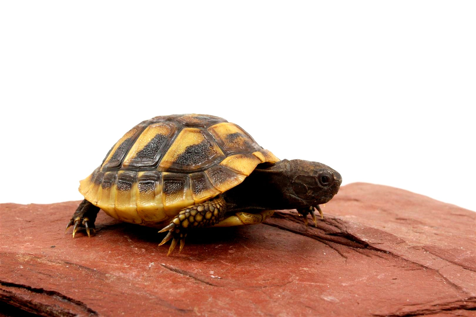 Hermann's Tortoise All Reptiles