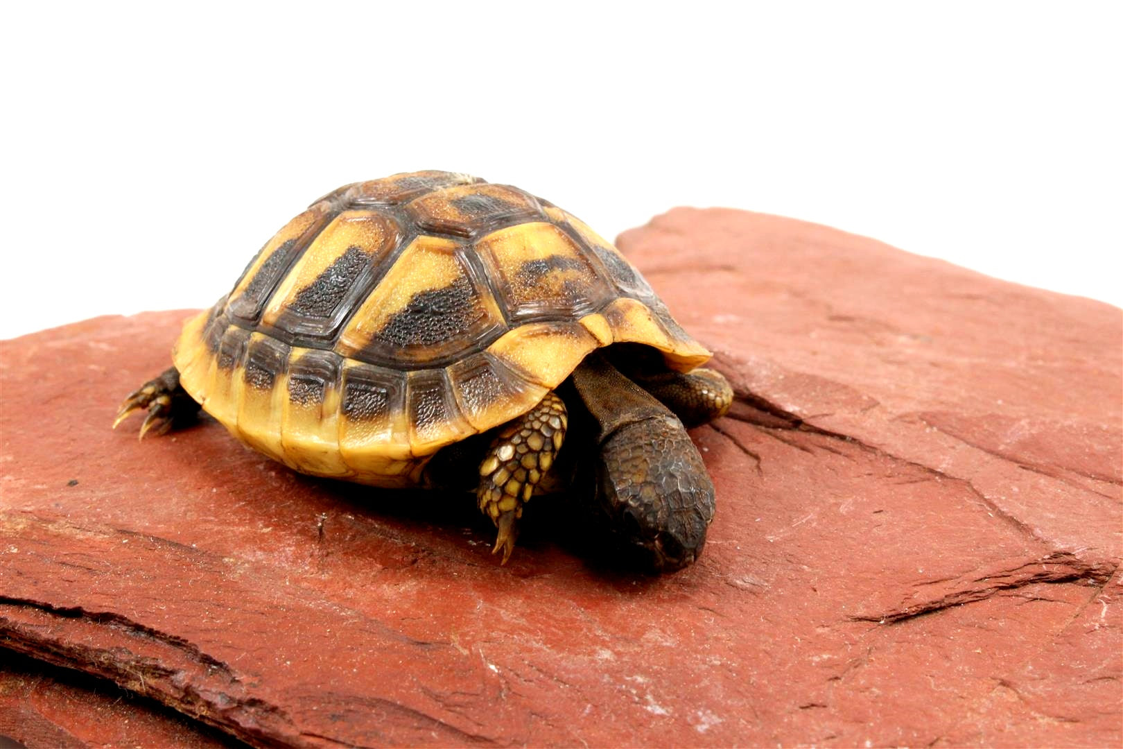 Hermann's Tortoise All Reptiles