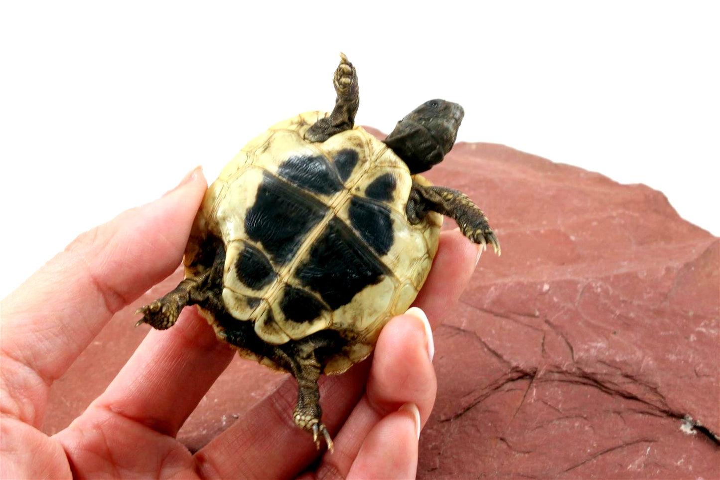 Hermann's Tortoise All Reptiles