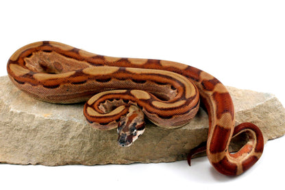 Hypo Motley Colombian Boa het Albino All Reptiles