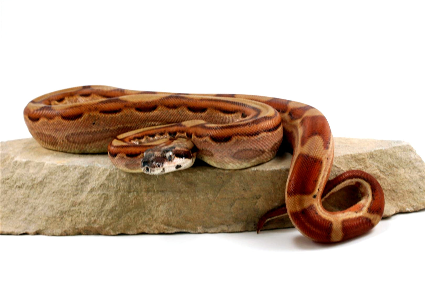 Hypo Motley Colombian Boa het Albino All Reptiles