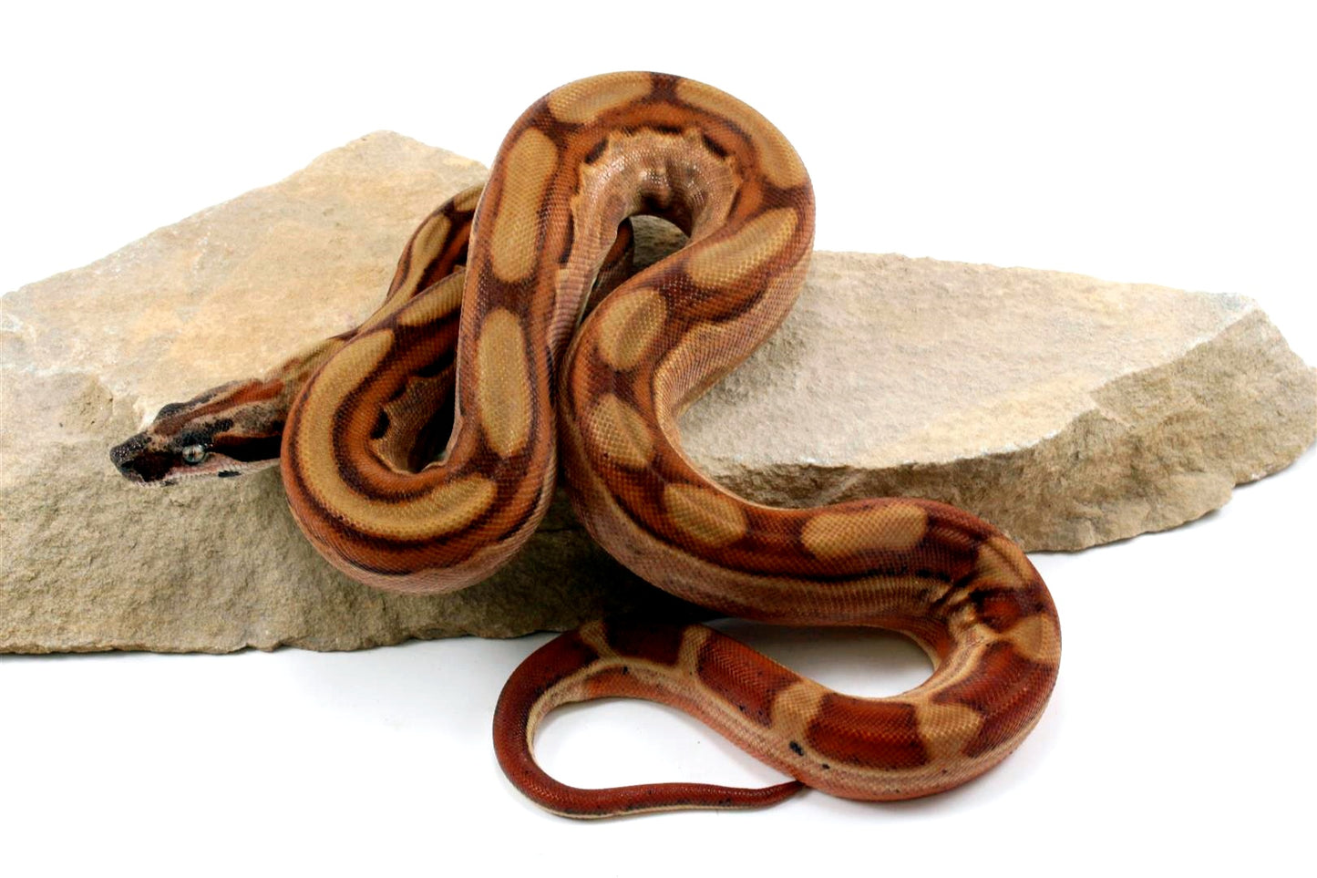 Hypo Motley Colombian Boa het Albino All Reptiles