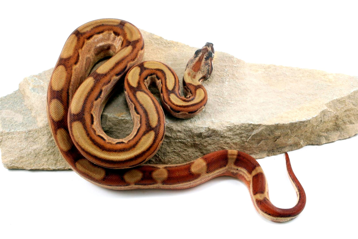 Hypo Motley Colombian Boa het Albino All Reptiles