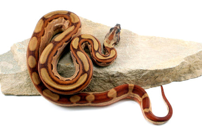 Hypo Motley Colombian Boa het Albino All Reptiles