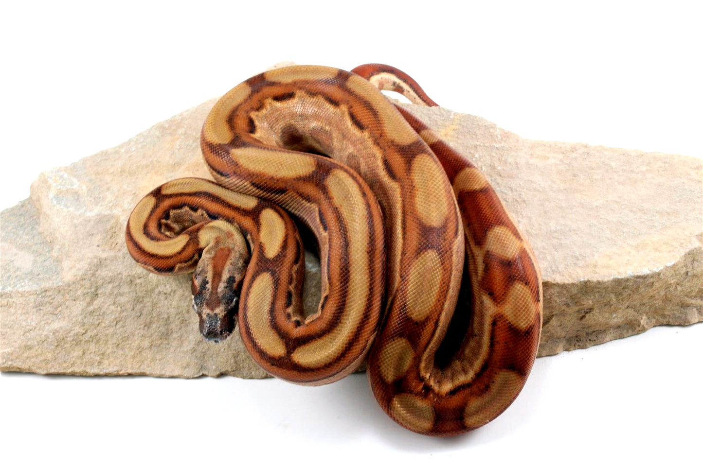Hypo Motley Colombian Boa het Albino All Reptiles