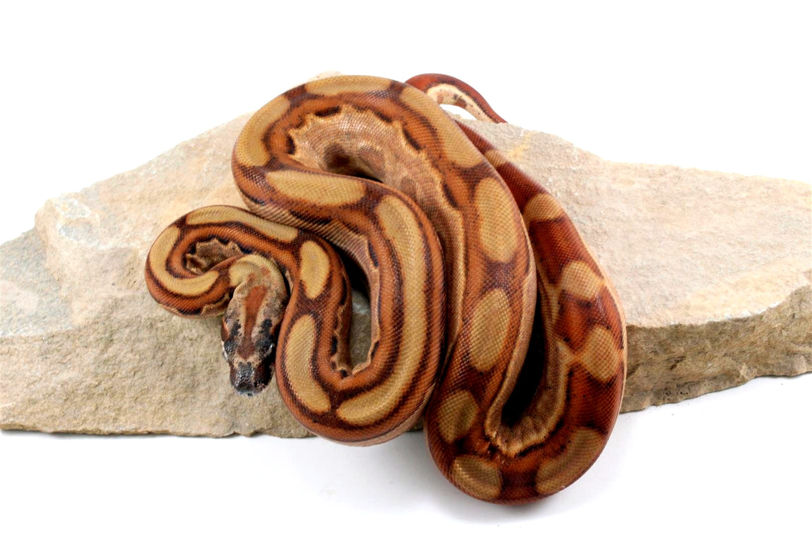 Hypo Motley Colombian Boa het Albino All Reptiles