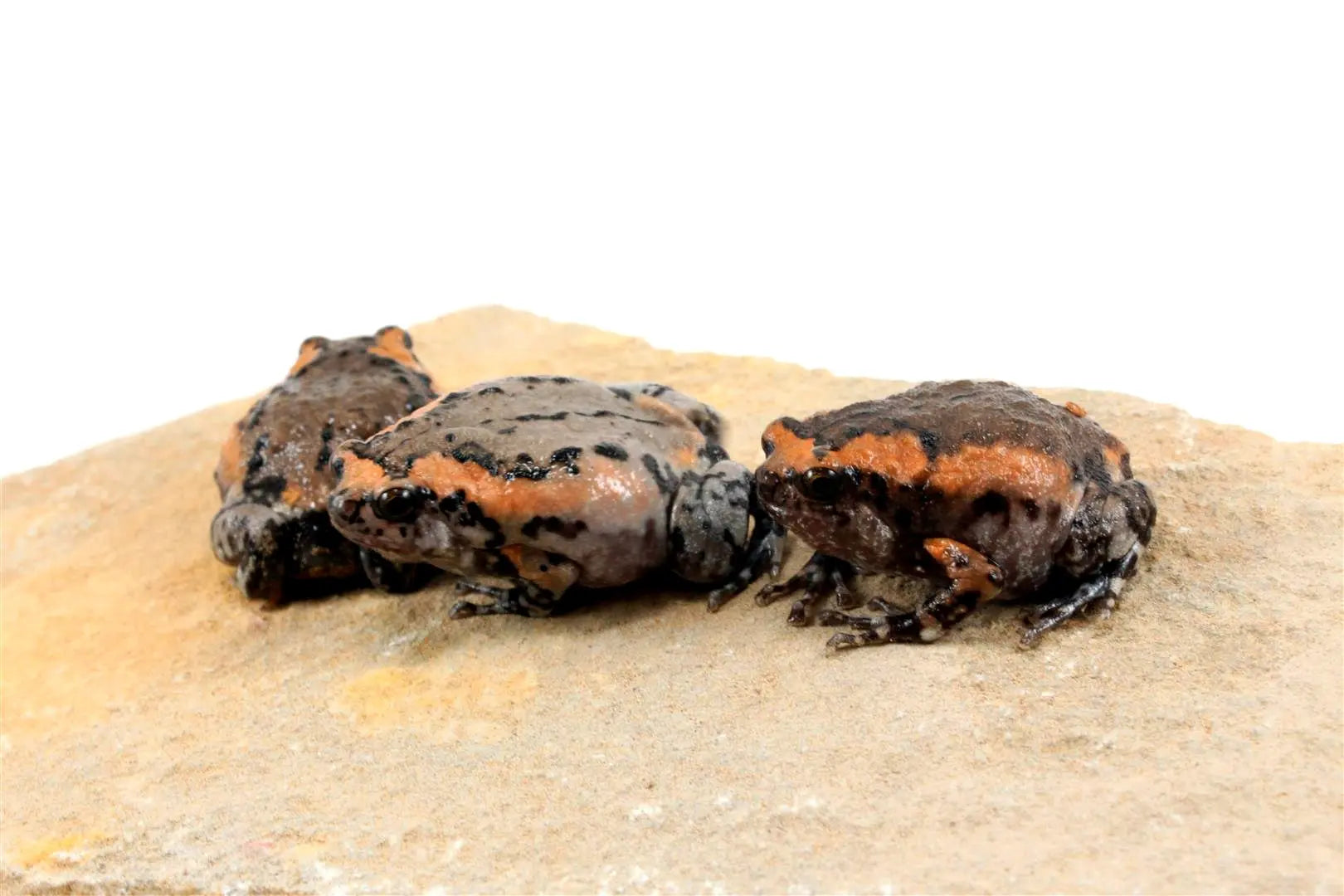 CB Chubby Frogs All Reptiles