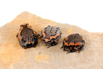 CB Chubby Frogs All Reptiles